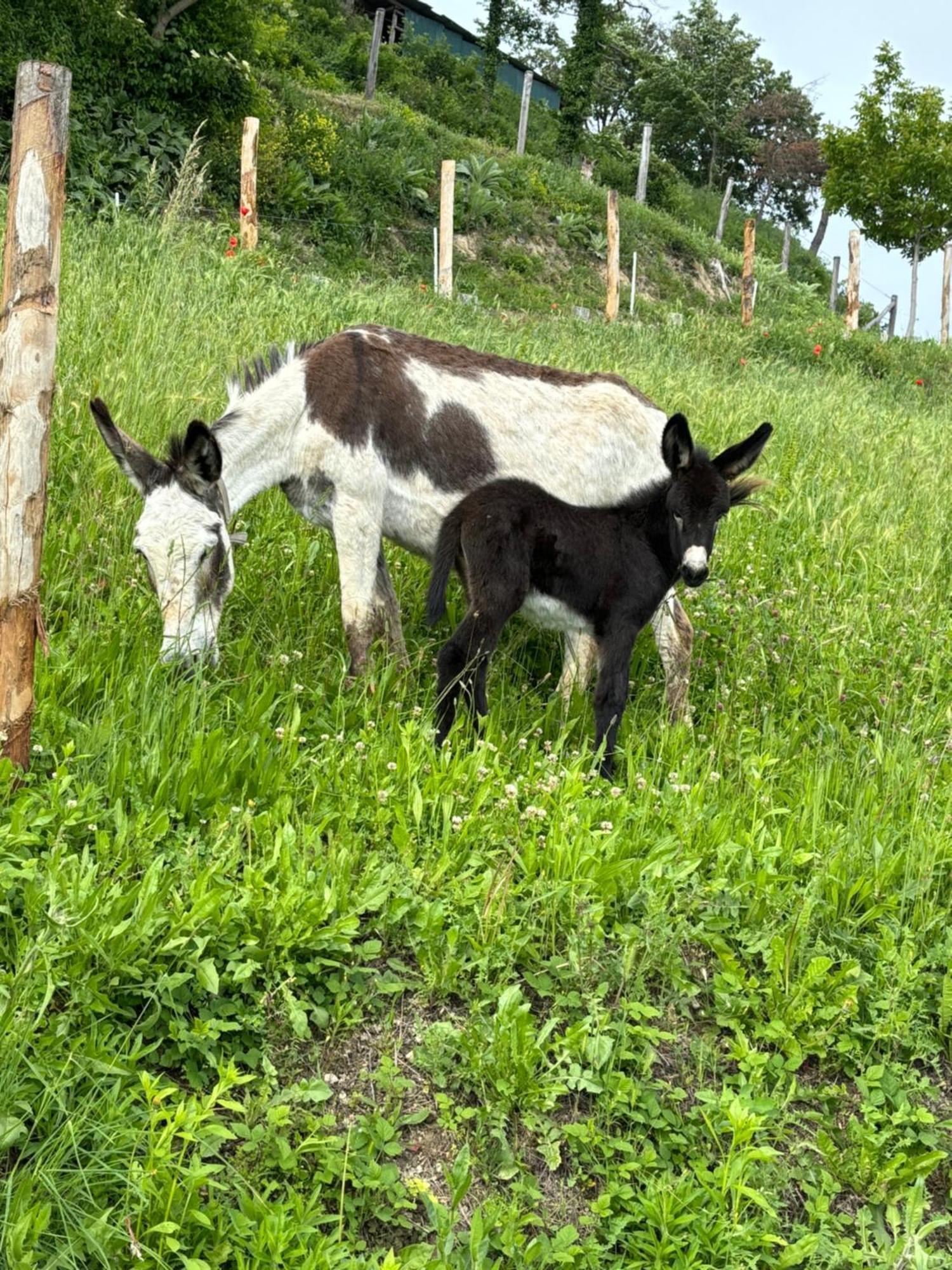 לינה וארוחת בוקר Borgomale Ca' Pavaglione Country House מראה חיצוני תמונה